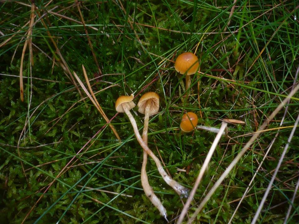 Galerina pumila image