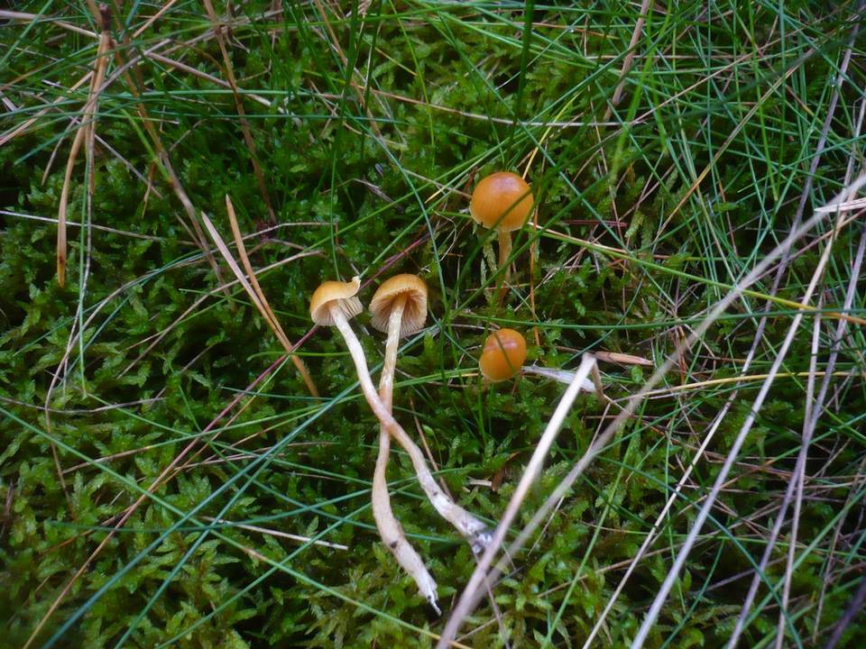 Galerina pumila image