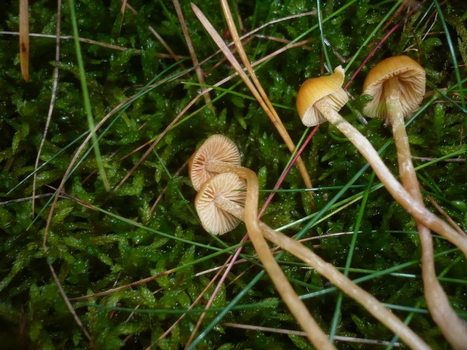 Galerina pumila image