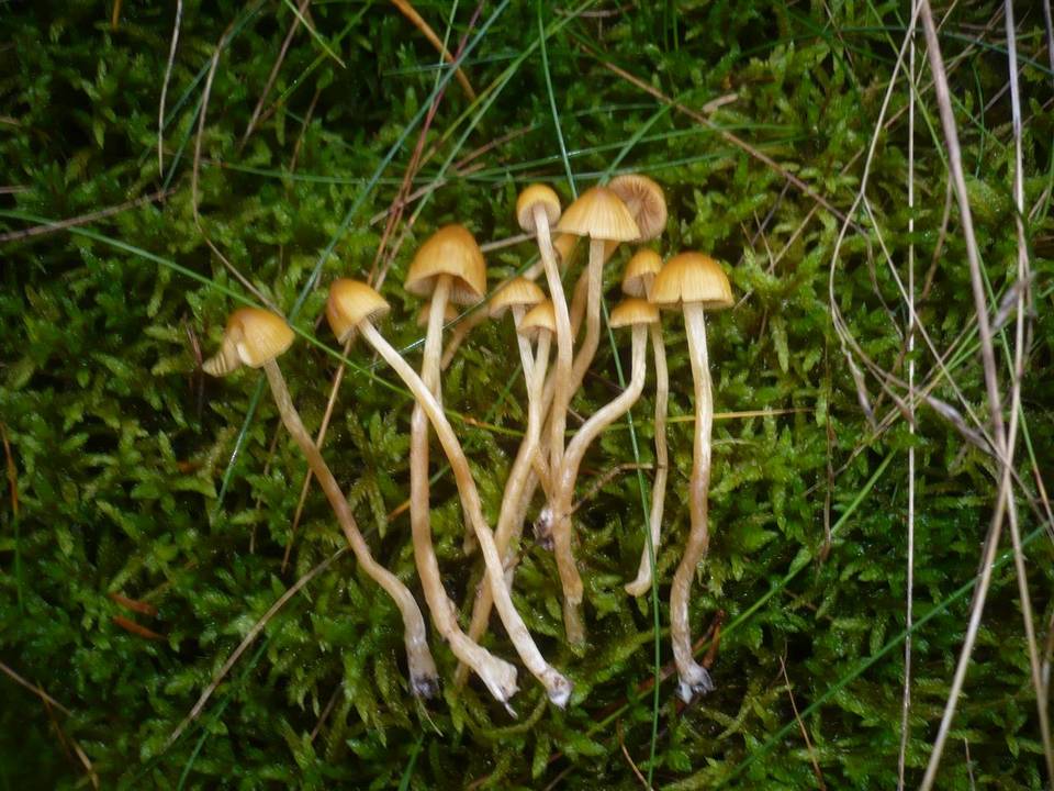 Galerina pumila image