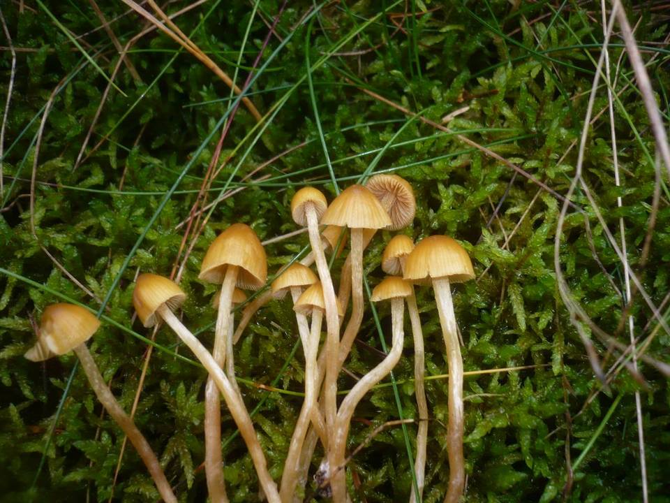 Galerina pumila image