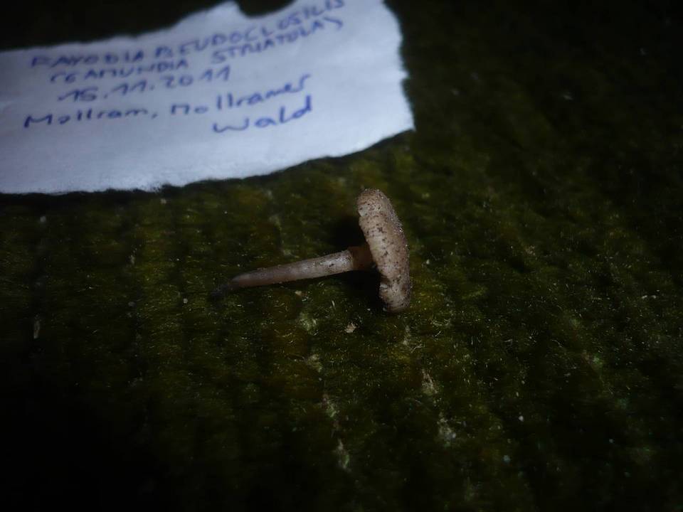 Gamundia striatula image