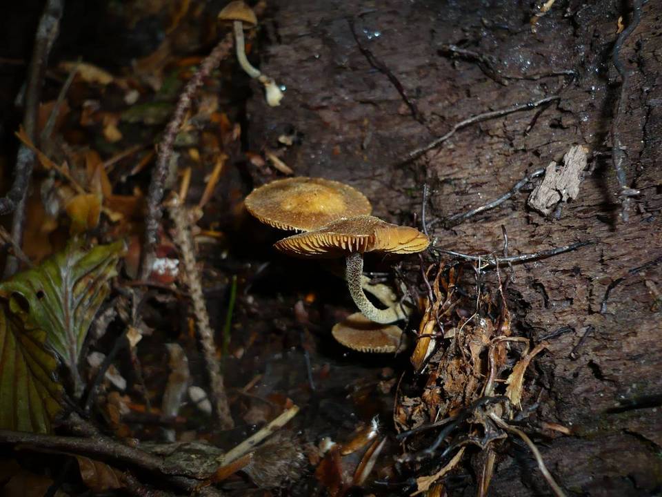 Galerina pruinatipes image