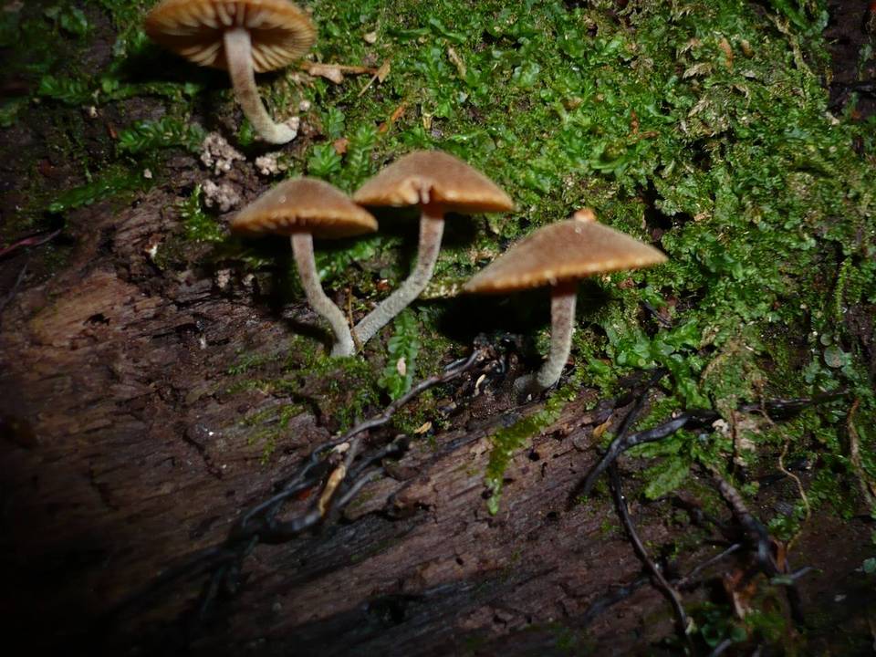 Galerina pruinatipes image