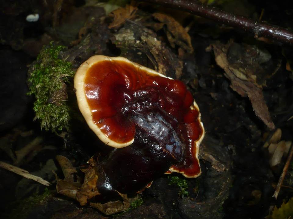 Ganoderma carnosum image