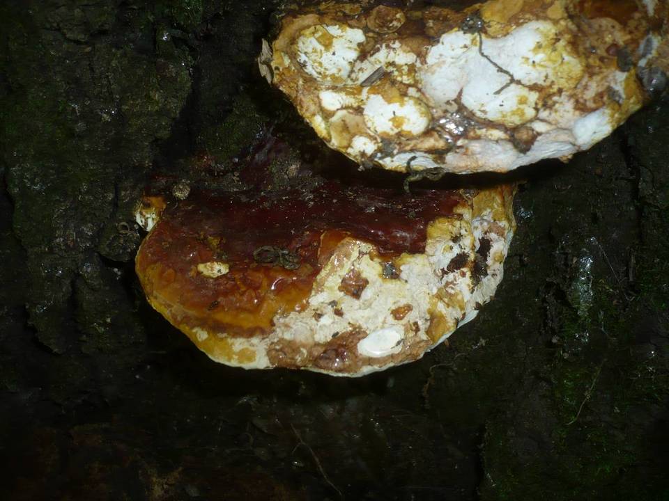 Ganoderma resinaceum image