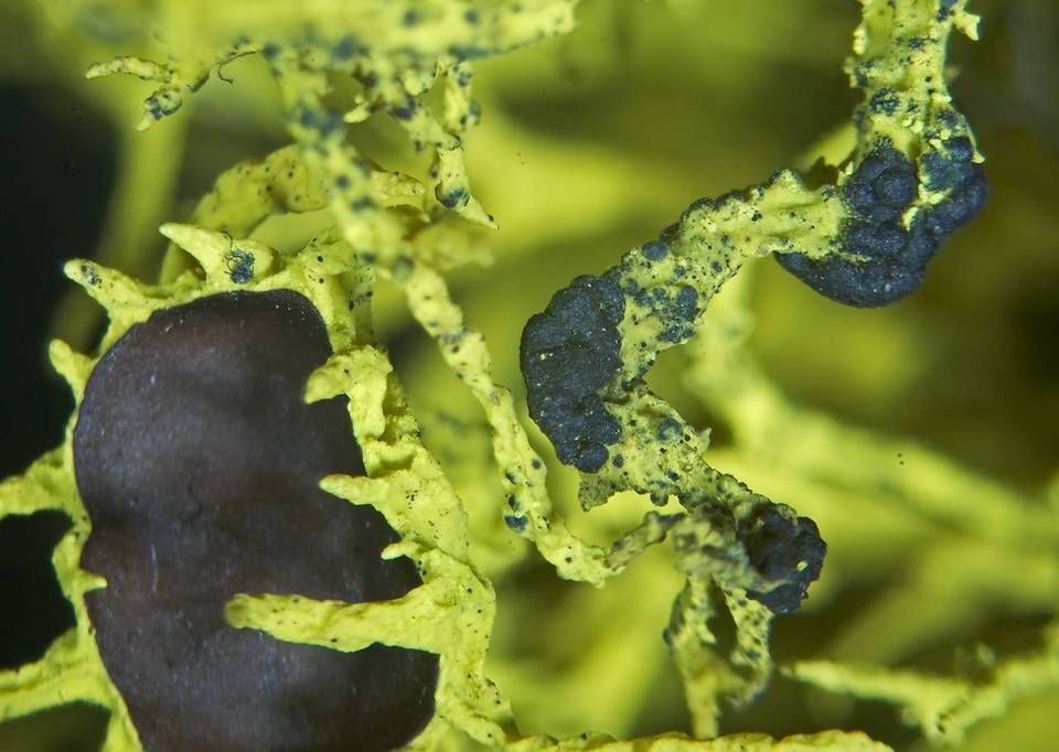 Phacopsis vulpina image