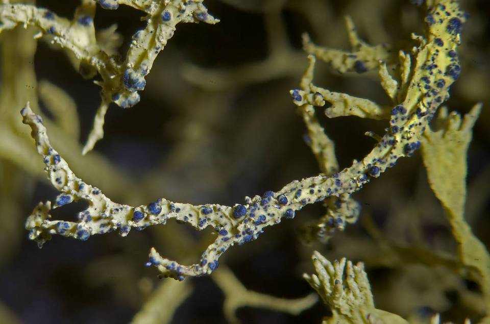 Phacopsis image