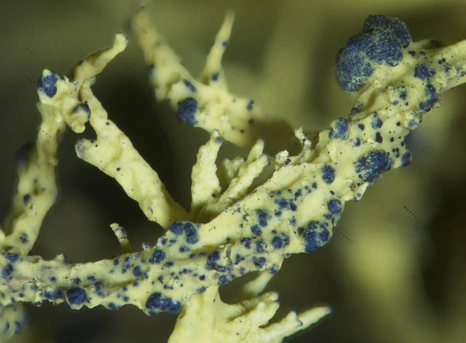 Phacopsis vulpina image