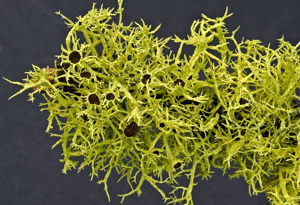 Phacopsis vulpina image