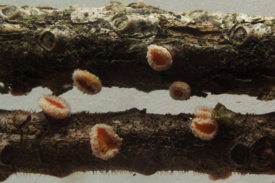 Lachnellula gallica image