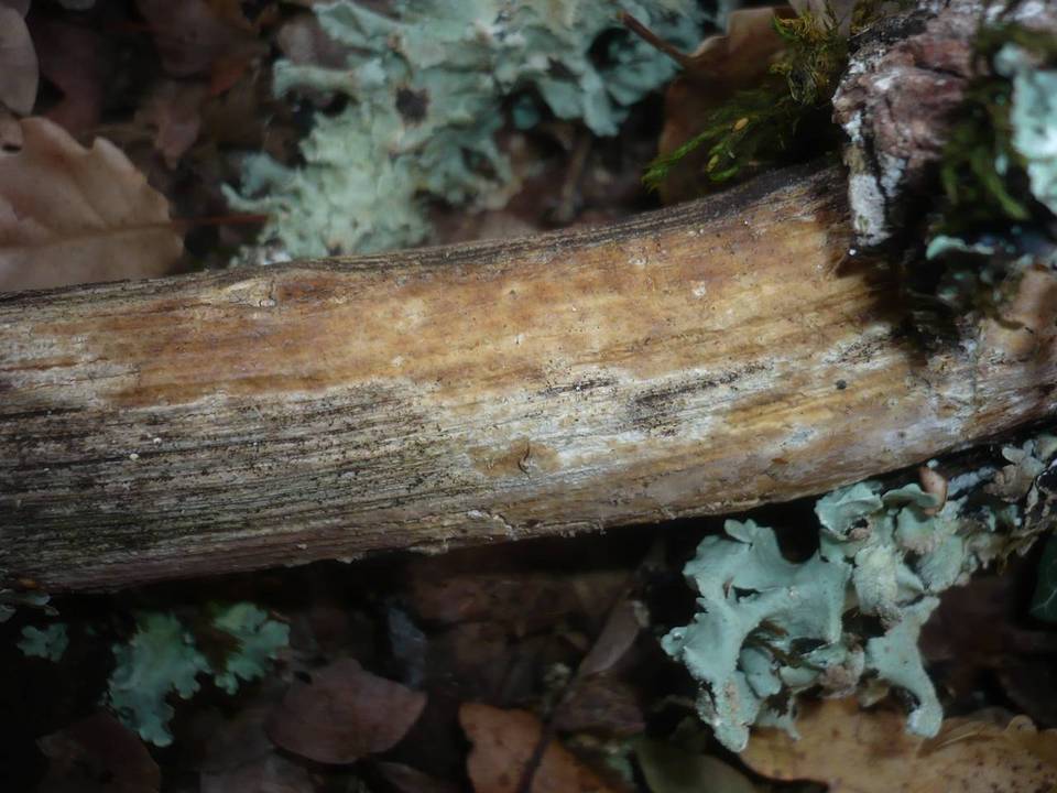 Gloeocystidiellum porosum image