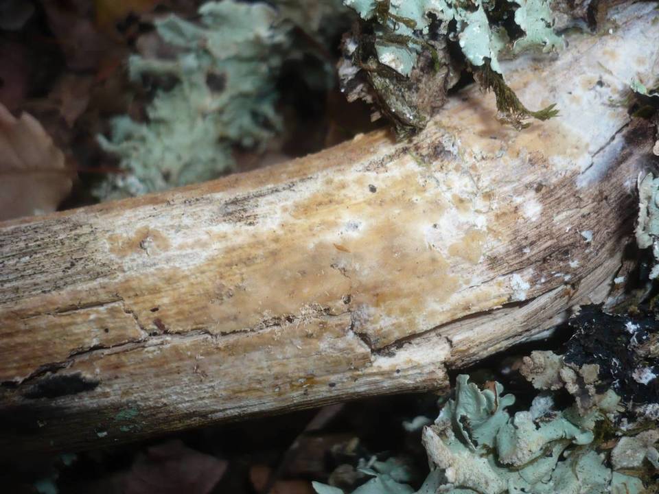 Gloeocystidiellum porosum image