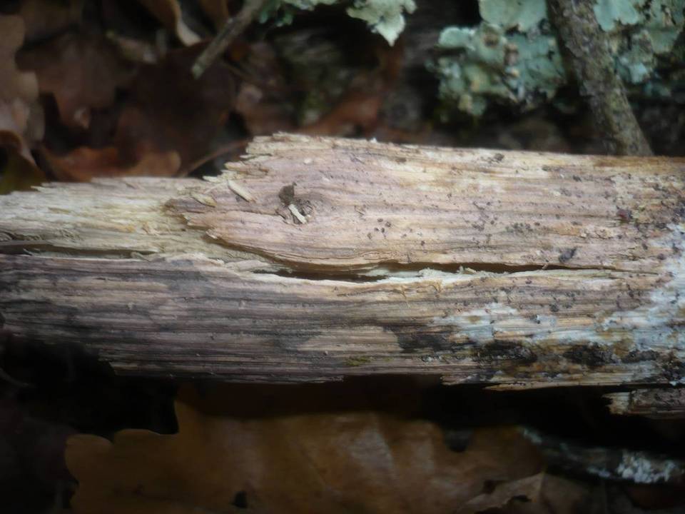 Gloeocystidiellum porosum image
