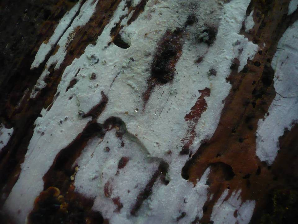 Gloeocystidiellum porosum image