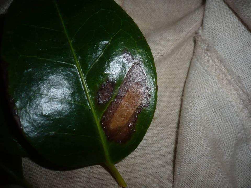 Discula theae-sinensis image