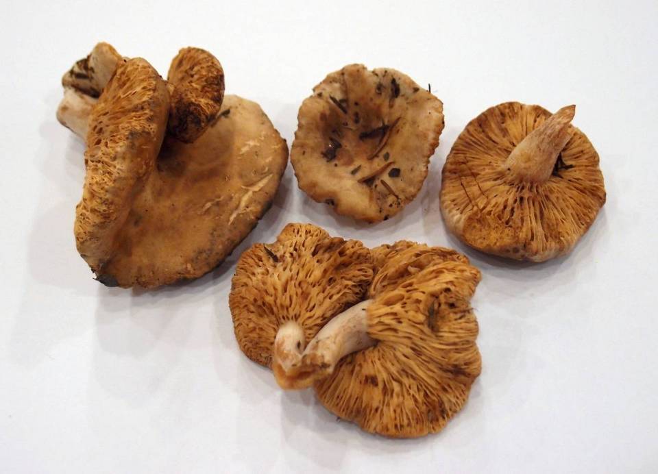 Arcangeliella desjardinii image