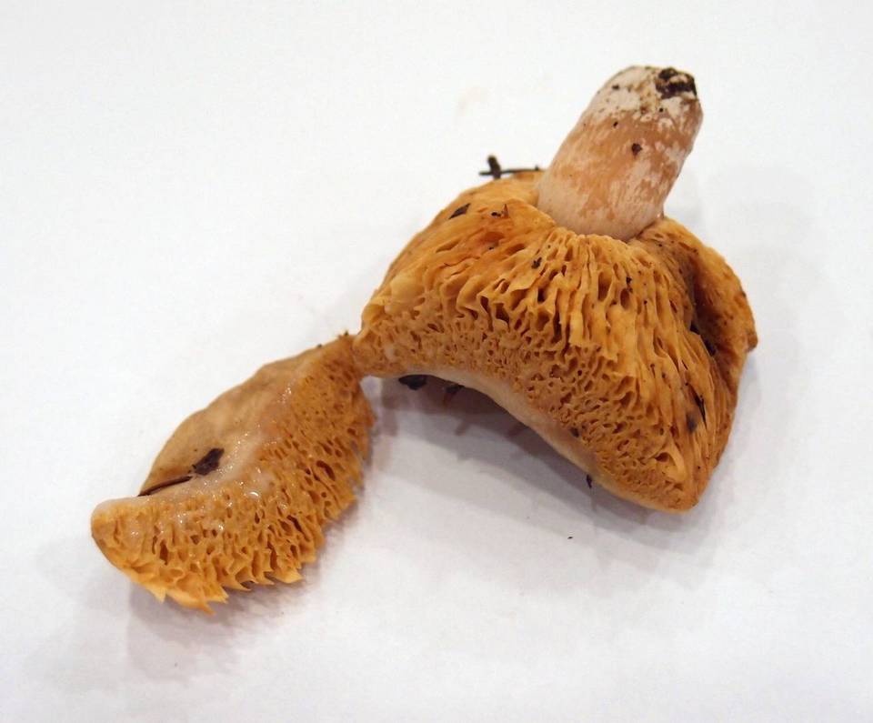 Arcangeliella desjardinii image