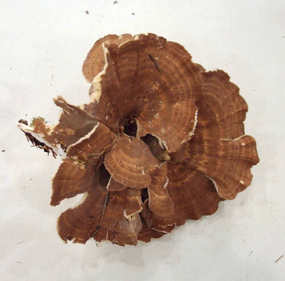 Bondarzewia occidentalis image