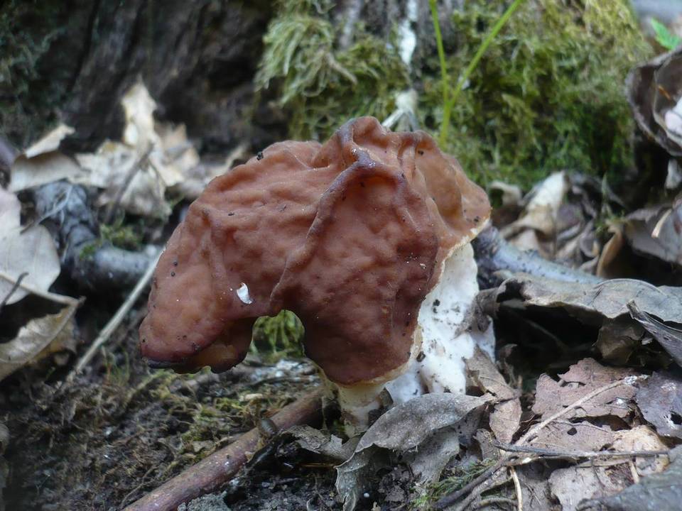 Gyromitra fastigiata image