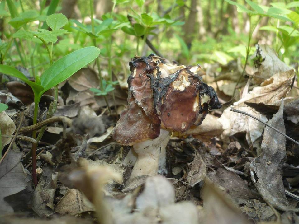 Gyromitra fastigiata image
