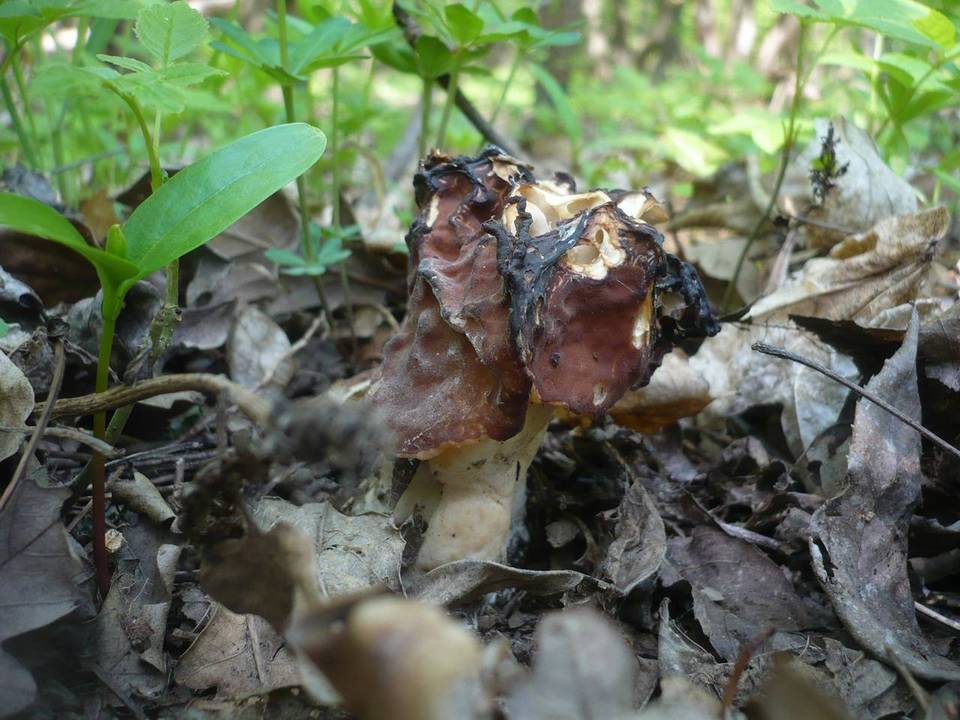 Gyromitra fastigiata image