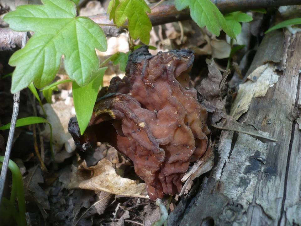 Gyromitra fastigiata image