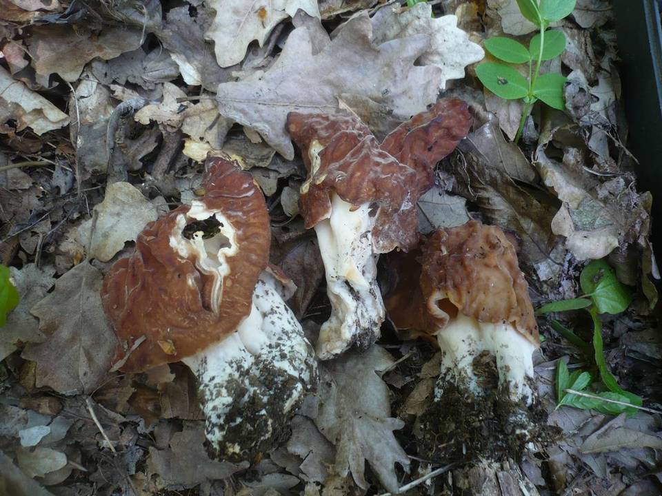 Gyromitra fastigiata image