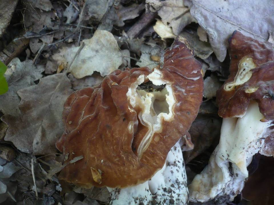 Gyromitra fastigiata image