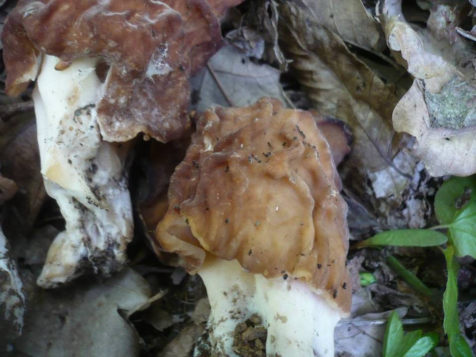 Gyromitra fastigiata image