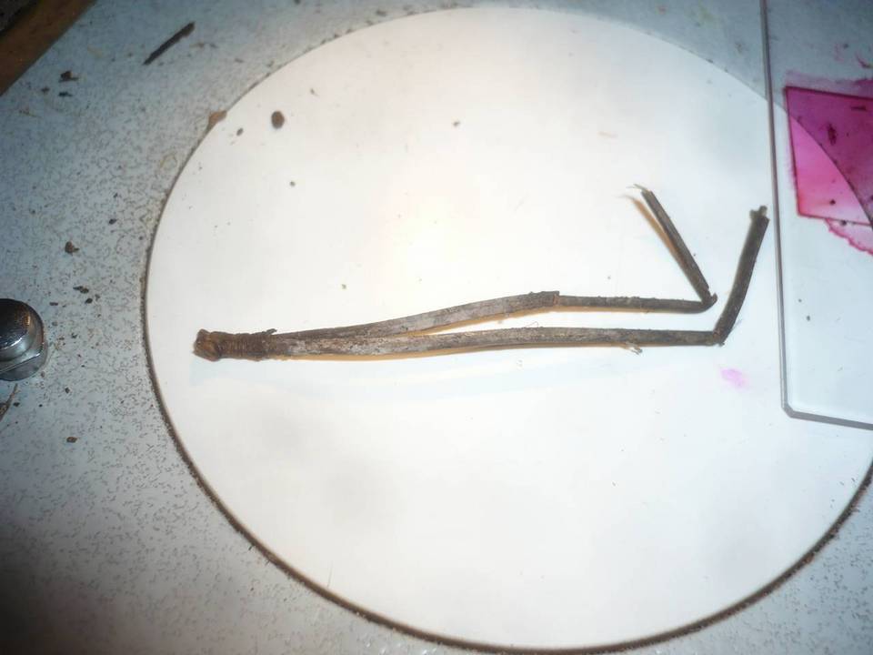 Gyrophanopsis polonensis image