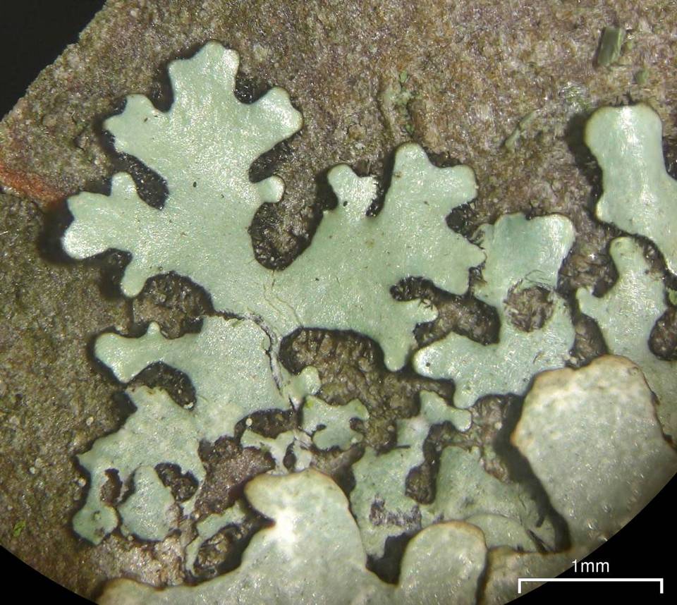 Bulbothrix goebelii image