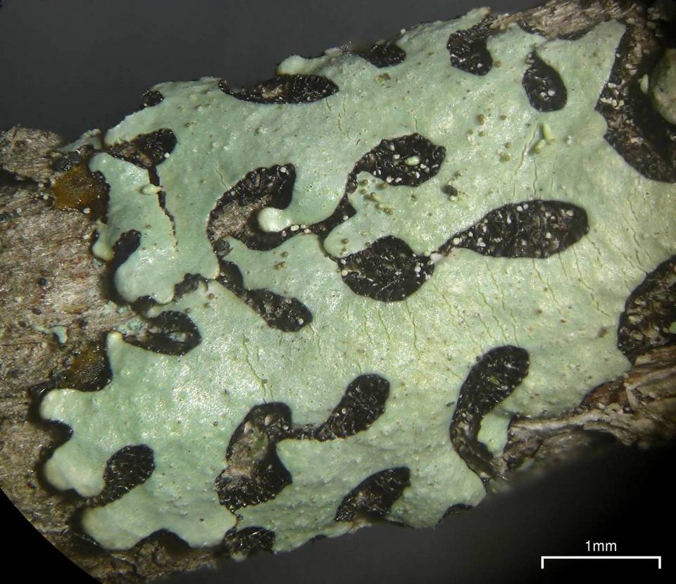 Bulbothrix laevigatula image