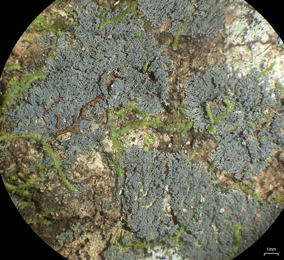 Coccocarpia prostrata image