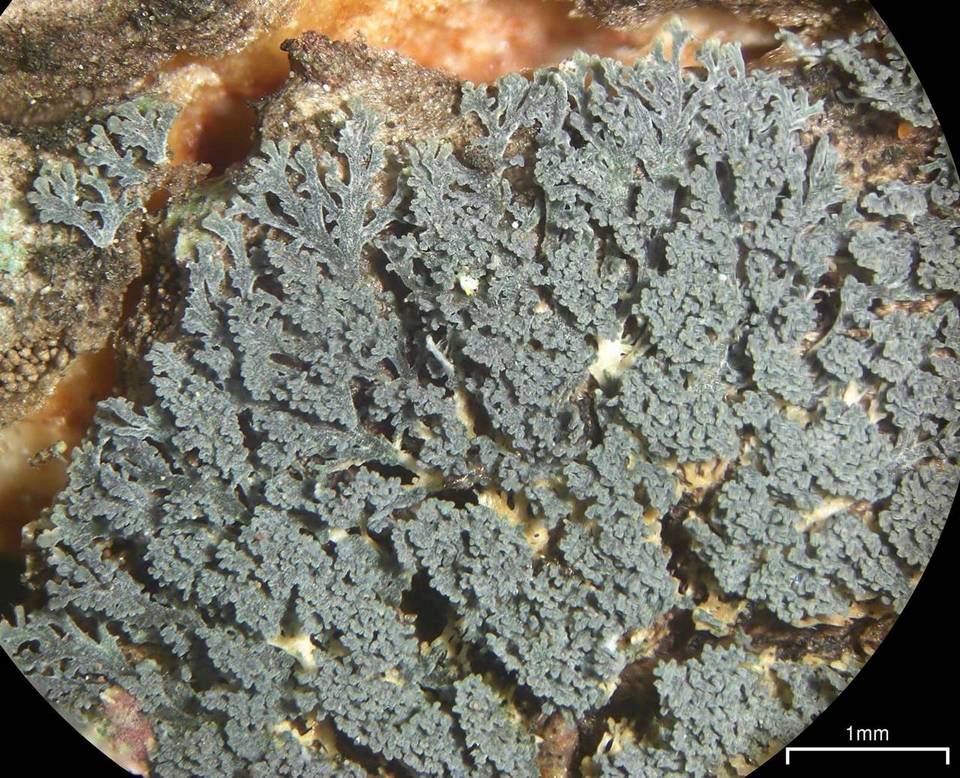 Coccocarpia prostrata image