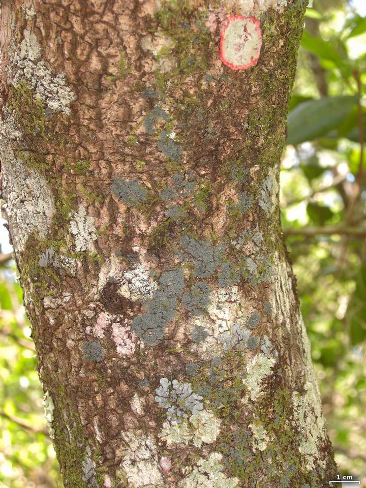 Coccocarpia prostrata image