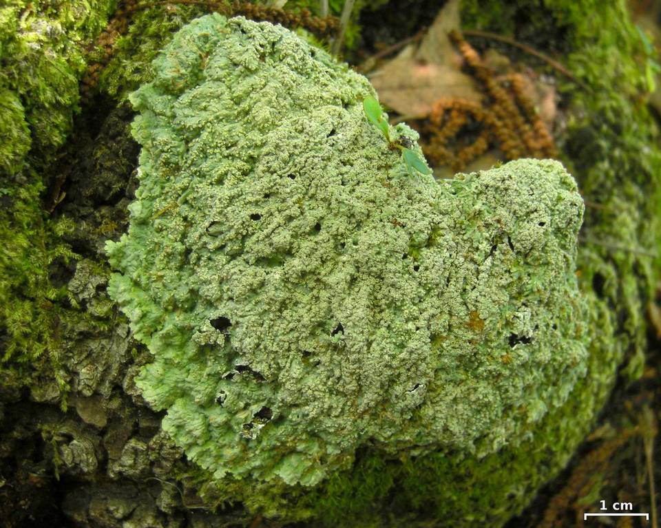 Dirinaria aegialita image