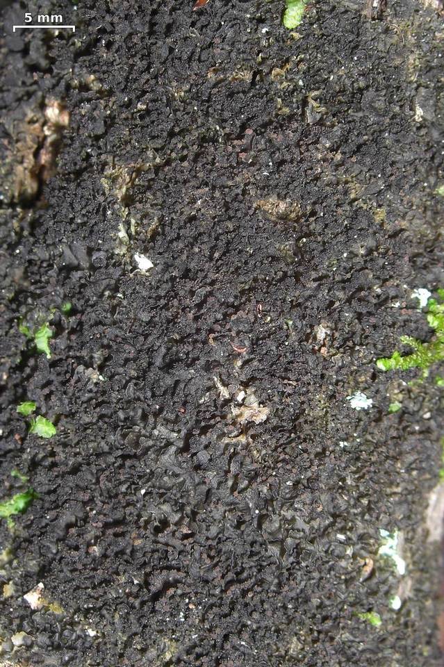 Leptogium marginellum image