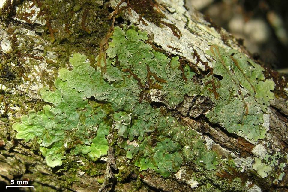 Lobaria tenuis image