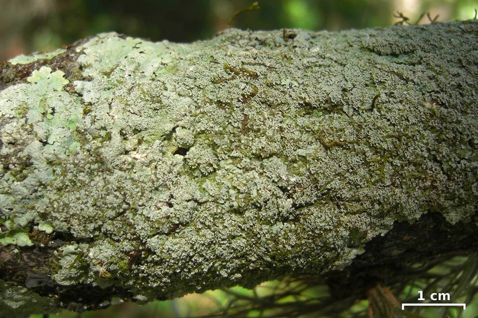 Lobaria tenuis image