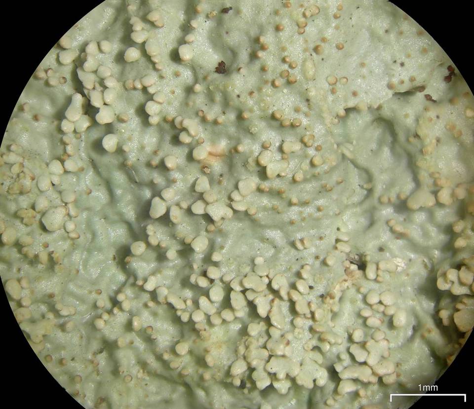 Lobaria tenuis image
