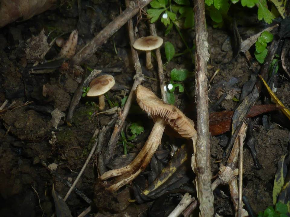 Hebeloma pusillum image