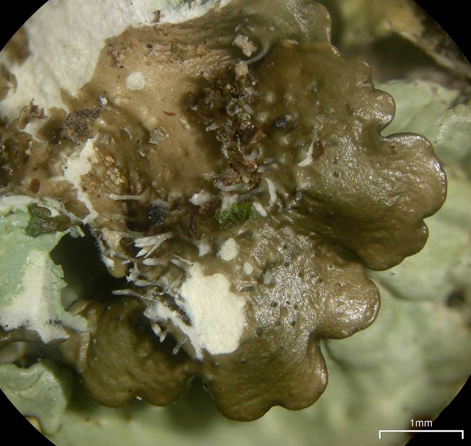 Pseudoparmelia uleana image
