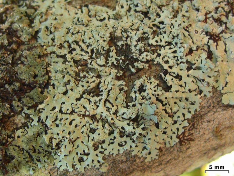 Hypotrachyna osseoalba image