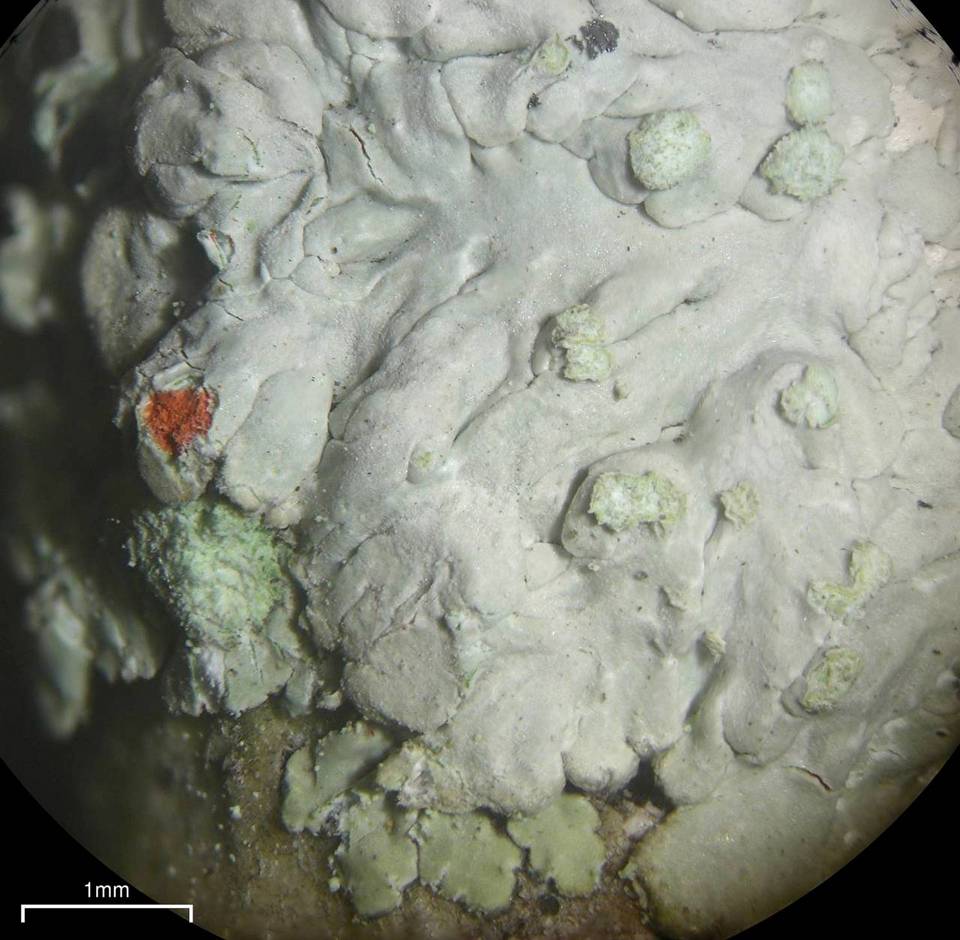 Dirinaria leopoldii image