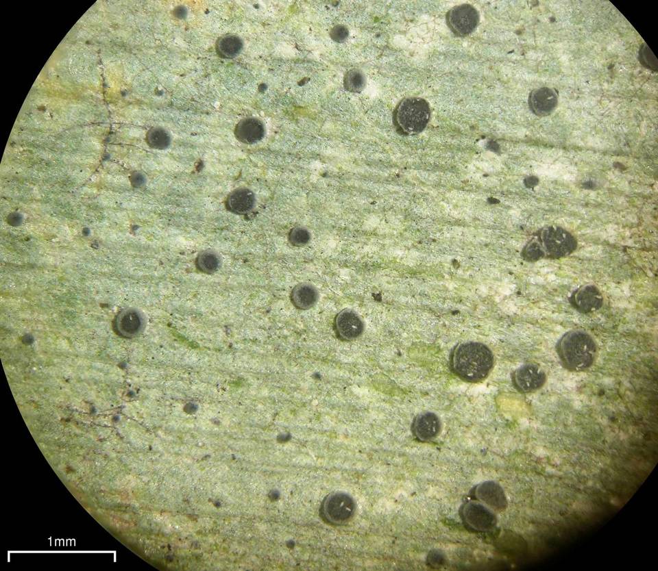 Calopadia image