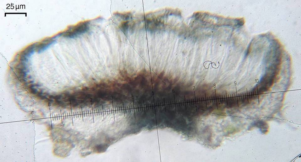 Calopadia puiggarii image