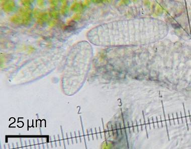 Calopadia puiggarii image