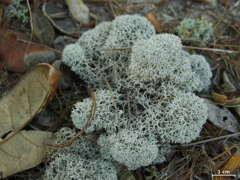 Cladina evansii image