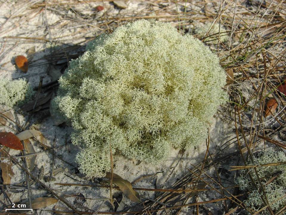 Cladina subtenuis image
